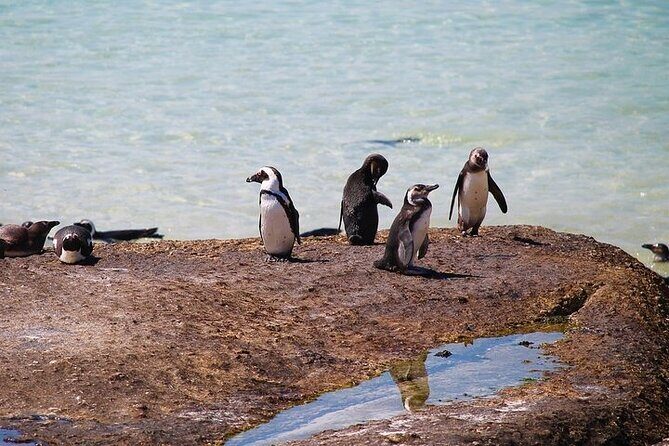 Penguin Encounter Boulders Beach Half Tour Day from Cape Town - Frequently Asked Questions