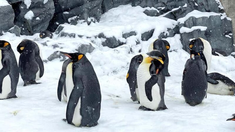 Penguin Fun & Snowmobile : Sapporo Winter (Asahiyama Zoo) - Practical Details and Value