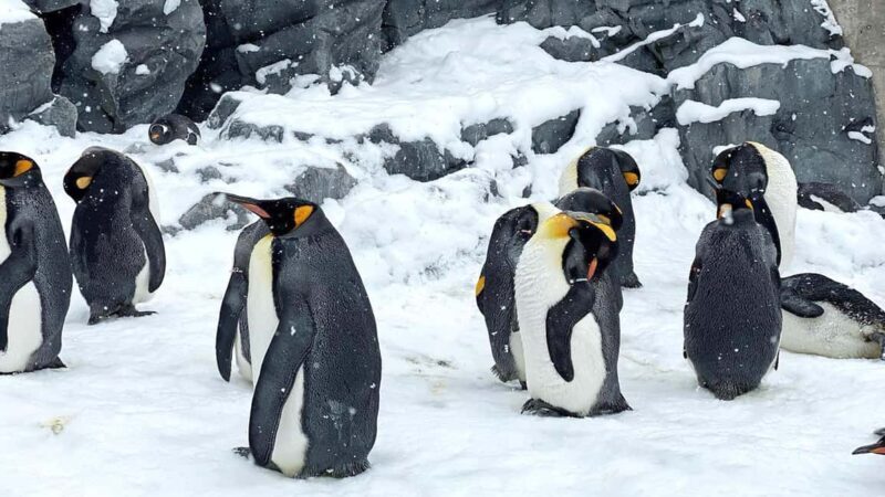 Penguin Fun & Snowmobile : Sapporo Winter (Asahiyama Zoo) - Key Points