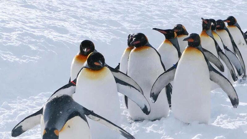 Penguin Fun & Snowmobile : Sapporo Winter (Asahiyama Zoo) - Final Thoughts