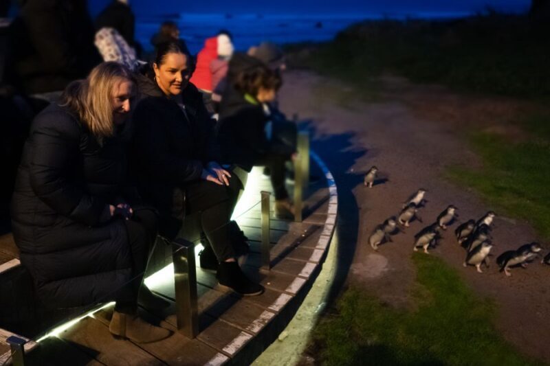 Penguin Parade: General Viewing Ticket - Who Should Consider This Tour?
