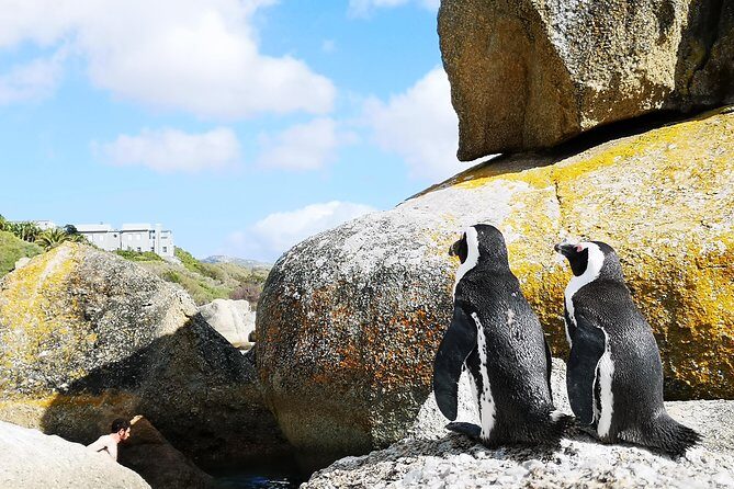 Penguin Time! Private Peninsula Experience. - Final Thoughts