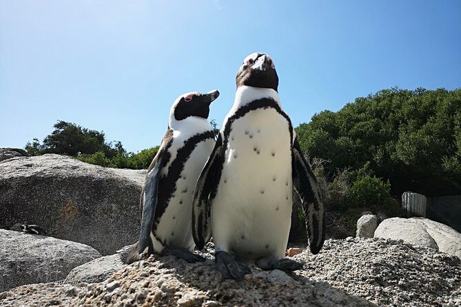 Penguin Time! Private Peninsula Experience. - FAQ