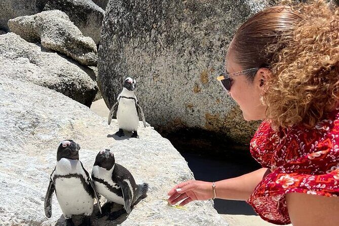 Penguin Watching & Beach Day at Boulder's Beach, Cape Town - Who Would Love This Tour?
