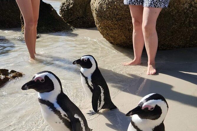 Penguin Watching & Beach Day at Boulder's Beach, Cape Town - FAQ