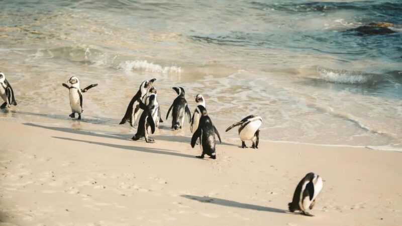 Penguins at Boulders and Cape Point experience - Detailed Review of the Penguins at Boulders and Cape Point Experience  