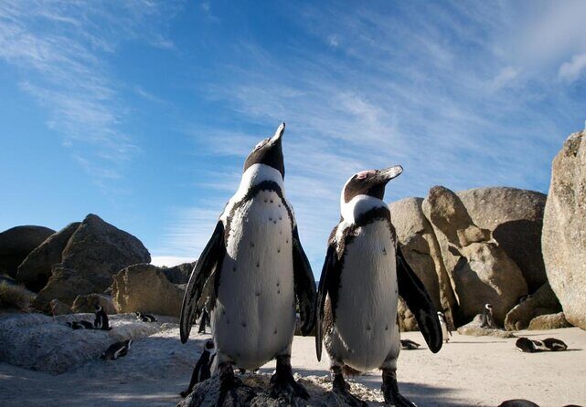 Penguins Boulders Beach and Cape Point Small Group Day Tour - Practical Insights and Tips