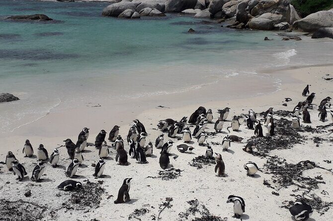 Penguins Cape of Good Hope, Cape Point Private Tour - Practical Details and Value
