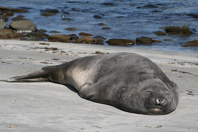 penguins-elephant-seals-and-city-attractions-at-falkland-islands