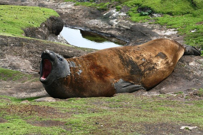 penguins-elephant-seals-and-city-attractions-at-falkland-islands