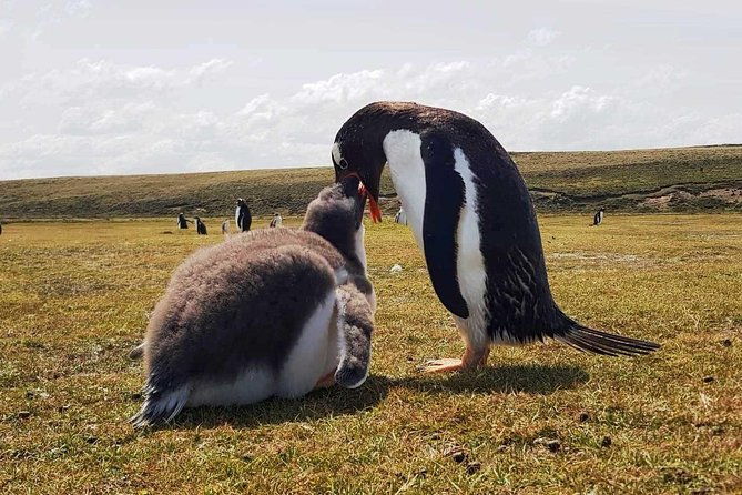penguins-elephant-seals-and-city-attractions-at-falkland-islands