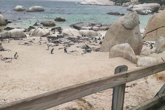 Penguins Viewing, Cape of Goodhope and Winelands Region - Final Thoughts: Who Is This Tour Perfect For?
