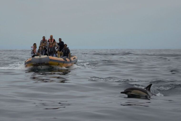 peniche-dolphin-route-boat-trip
