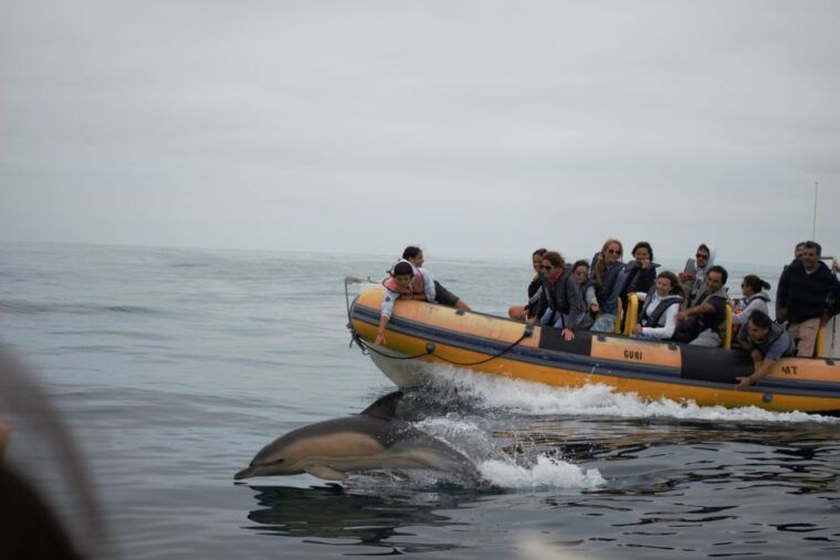 peniche-dolphin-route-boat-trip