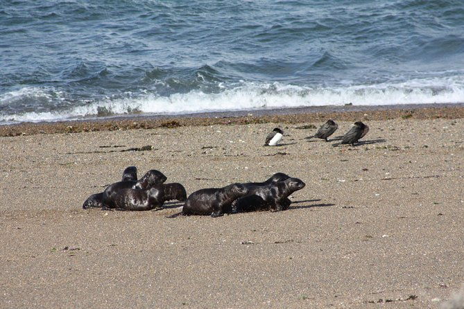 peninsula-valdes-estancia-san-lorenzo-full-day-tour