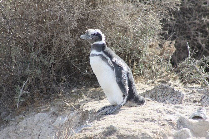 peninsula-valdes-estancia-san-lorenzo-full-day-tour