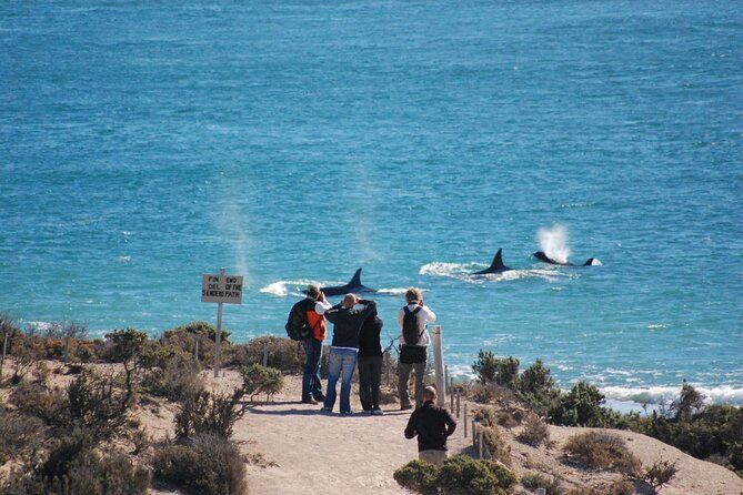peninsula-valdes-excursion-with-whale-watching-included