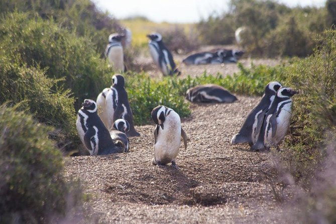 peninsula-valdes-private-tour