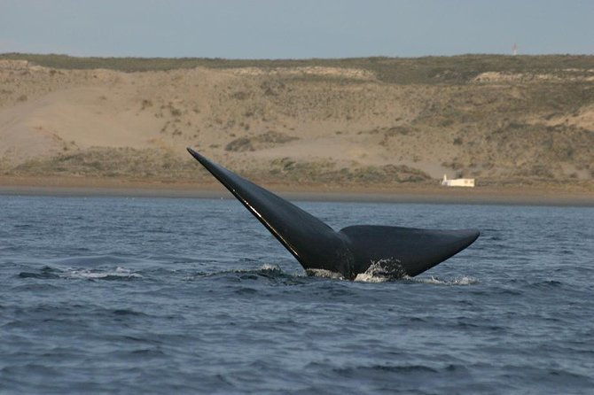 peninsula-valdes-private-tour