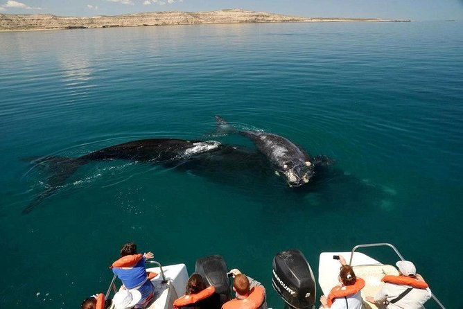 peninsula-valdes-private-tour