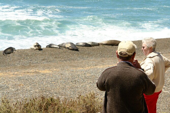 peninsula-valdes-puerto-madryn-shared-tour-for-cruises
