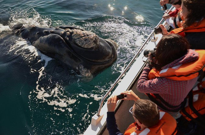 peninsula-valdes-tour-with-optional-whale-watching