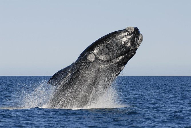 peninsula-valdes-tour-with-optional-whale-watching