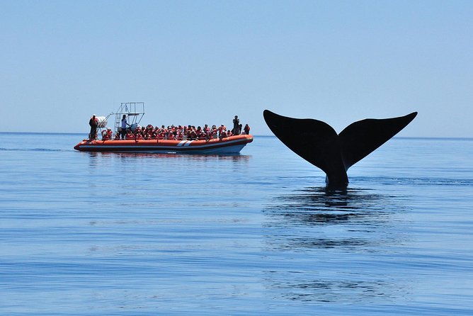 peninsula-valdes-tour-with-optional-whale-watching