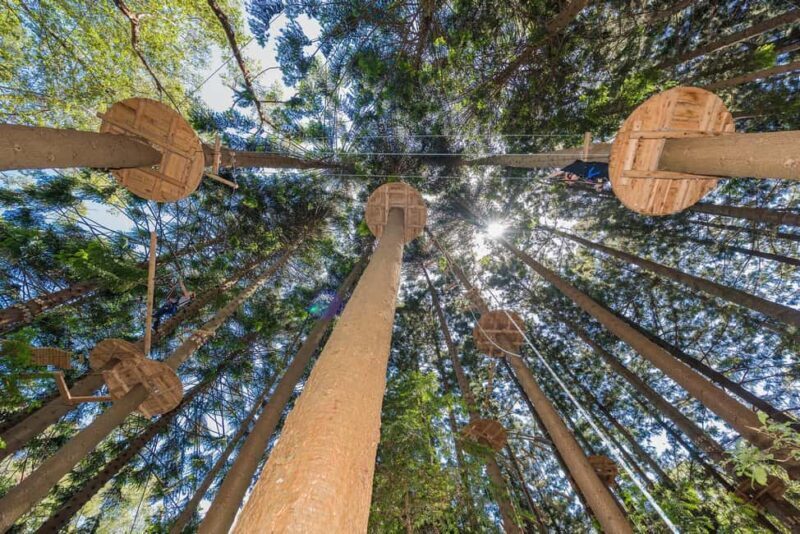 Pennant Hills: Tree Ropes Course Session - Pennant Hills: Tree Ropes Course Session – A Genuine Forest Adventure Near Sydney
