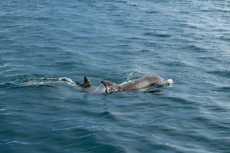 Penneshaw: Kangaroo Island Ultimate Adventure Tour - Authentic Insights from Past Travelers