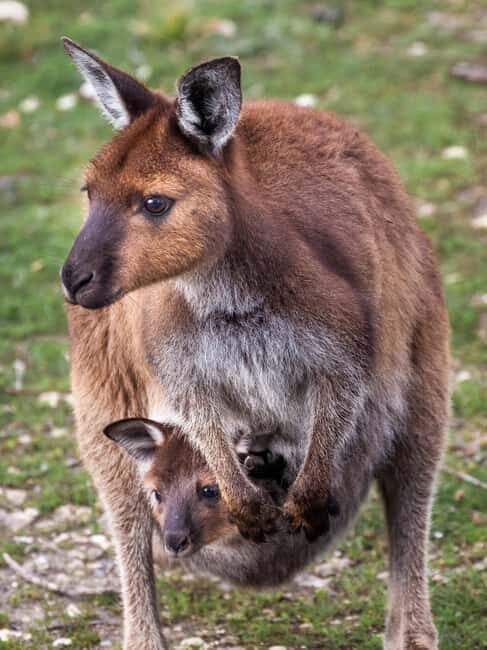 Penneshaw: Shore Excursion Kangaroo Island Scenic Tour - Introduction