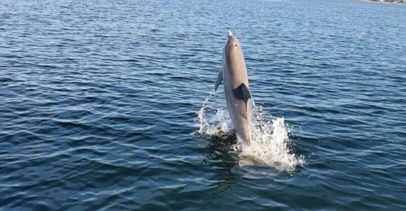 Pensacola Beach Sunset Dolphin Tour private up to 6 ppl - Key Points