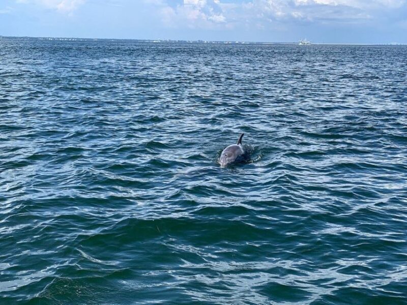 Pensacola Beach Sunset Dolphin Tour private up to 6 ppl - An In-Depth Look at the Pensacola Beach Sunset Dolphin Tour