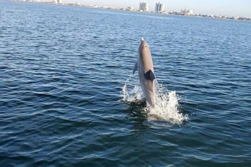 Pensacola Beach Sunset Dolphin Tour private up to 6 ppl - FAQ