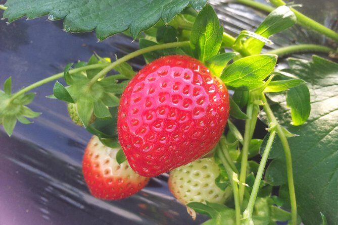 [Perfect Private Tour] Strawberry Farm & Nami Island & Lunch - Introduction