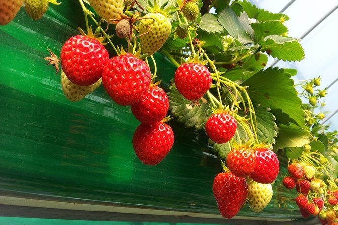 [Perfect Private Tour] Strawberry Farm & Nami Island & Lunch - FAQ