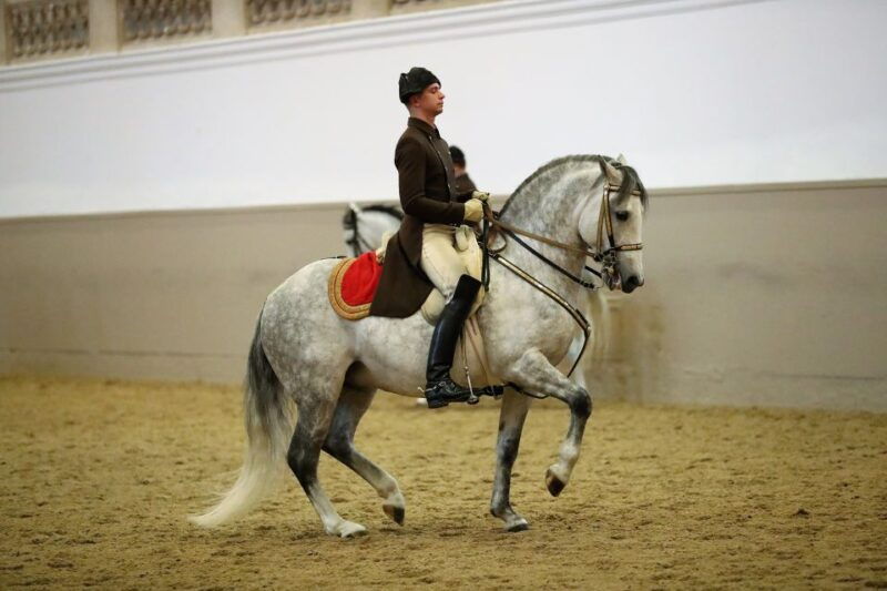 performance-of-the-lipizzans-at-spanish-riding-school
