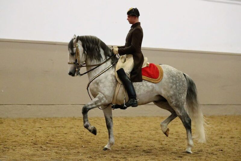 performance-of-the-lipizzans-at-spanish-riding-school