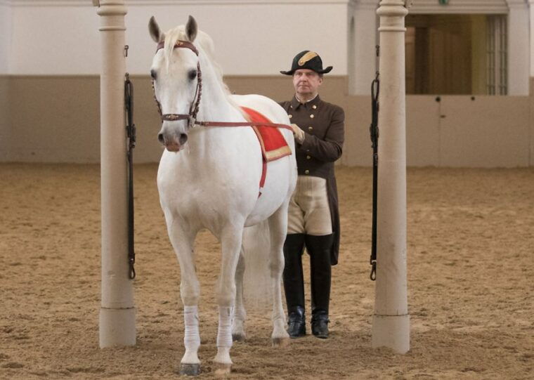 performance-of-the-lipizzans-at-spanish-riding-school