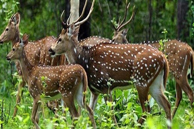 Periyar from Cochin - a Two Day Tour - An In-Depth Look at the Periyar from Cochin Tour