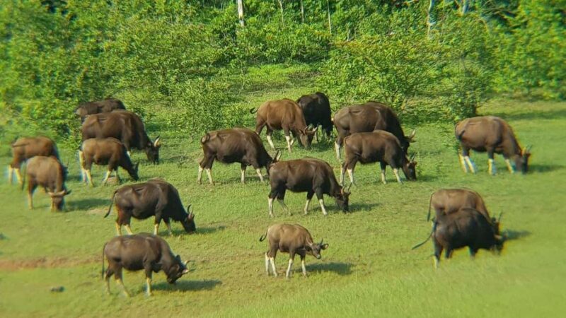 Periyar Wildlife Sanctuary Tour (02 Nights / 03 Days) - Analyzing the Itinerary and What Makes It Special