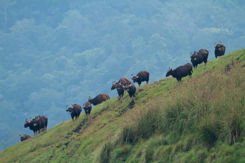 Periyar Wildlife Sanctuary Tour (02 Nights / 03 Days) - Who Would Love This Tour?