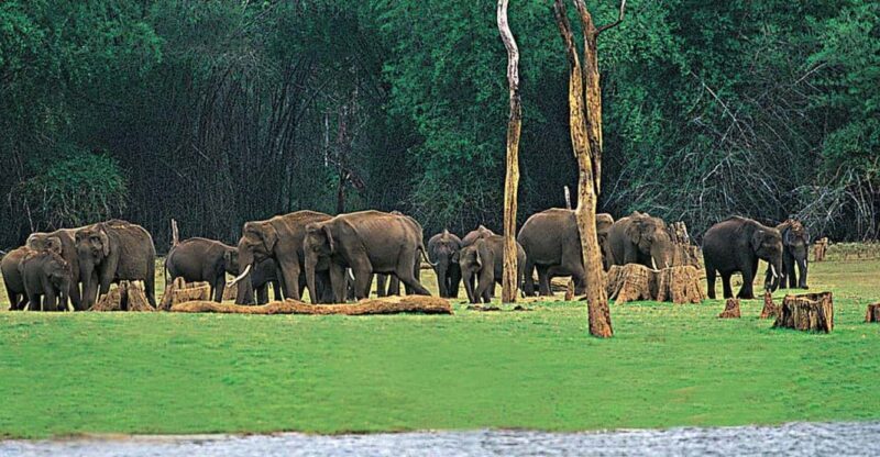 Periyar Wildlife Sanctuary Tour (02 Nights / 03 Days) - FAQs