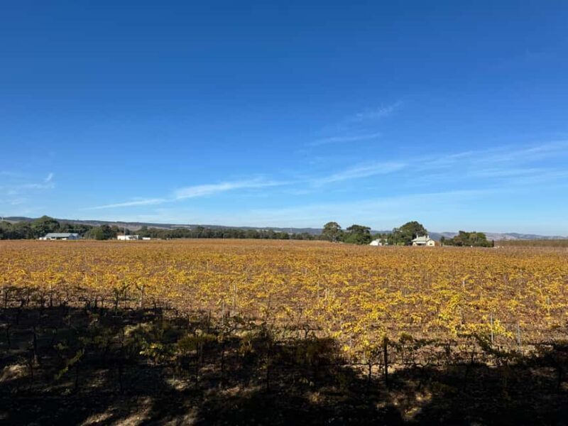 Personal Tours - Personal Tours in South Australia: An Authentic Way to Experience Wine Country