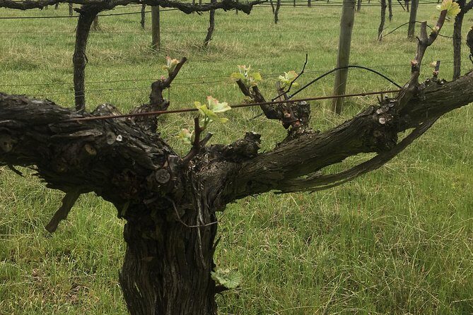 Personalised wine tour experience in the beautiful NSW Southern Highlands - What Reviewers Say
