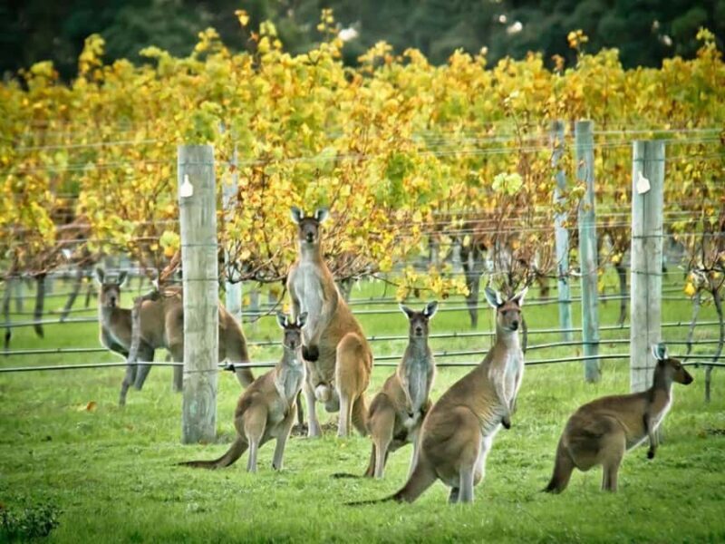 Perth: 7-Day Rottnest Island Tour Package with Accommodation - Day 3: Wave Rock, York, and Aboriginal Culture