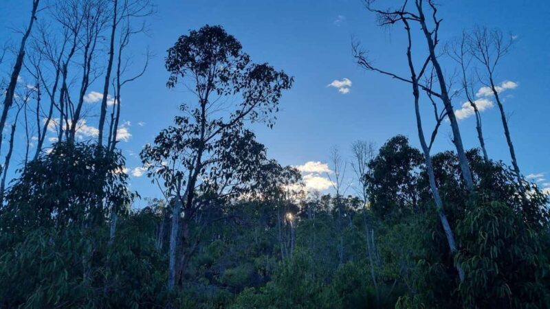 Perth: Bickley Valley Hiking Experience with Morning Tea - Who Will Love This Tour?