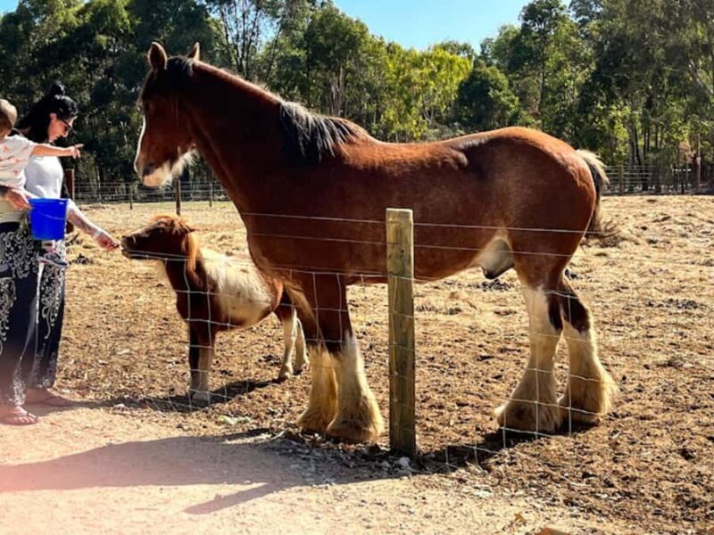 Perth: Busselton Jetty Full - Day Guided Tour - Transport, Timing, and Group Dynamics