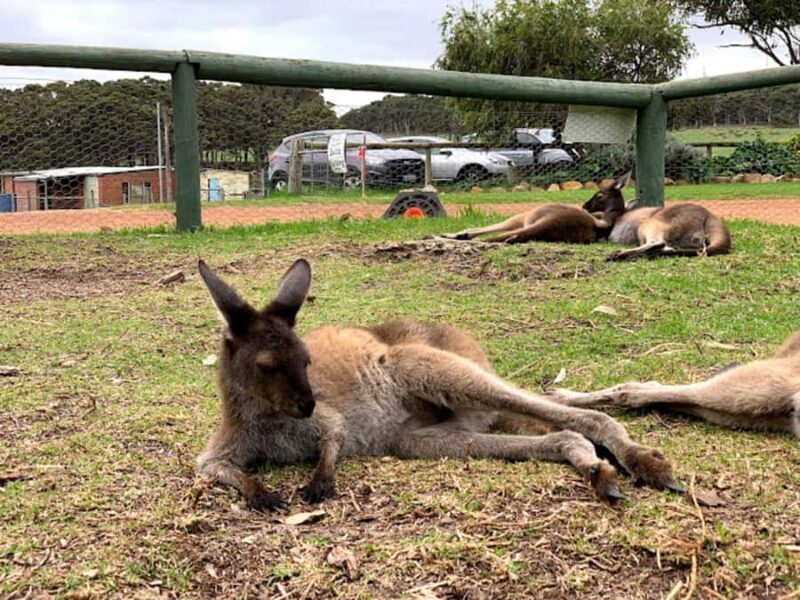 Perth: Busselton Jetty Full - Day Guided Tour - The Sum Up