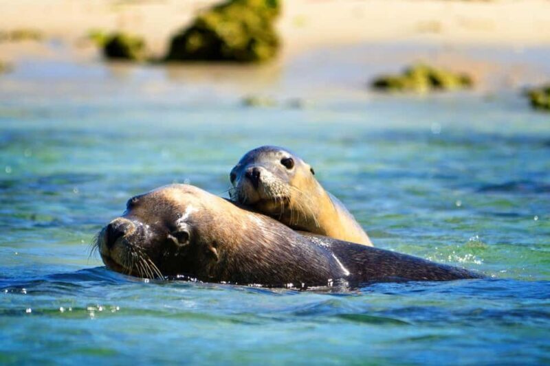 Perth: Dolphin, Sealion & Wildlife Cruise with Lunch - Key Points
